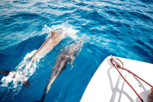 Why Do Dolphins Like to Follow Boats?