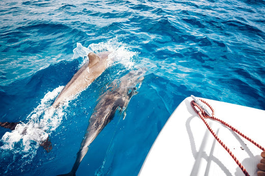 Two dolphins following a boat in clear waters.