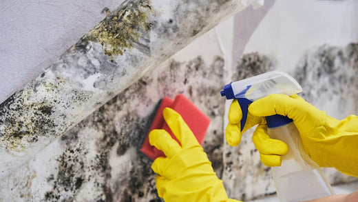 Cleaning mold using a spray cleaner and sponge.