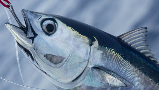 A blackfin tuna being caught from a boat.