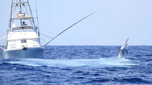 A fishing boat catching a jumping marlin with insulators on the fishing lines.