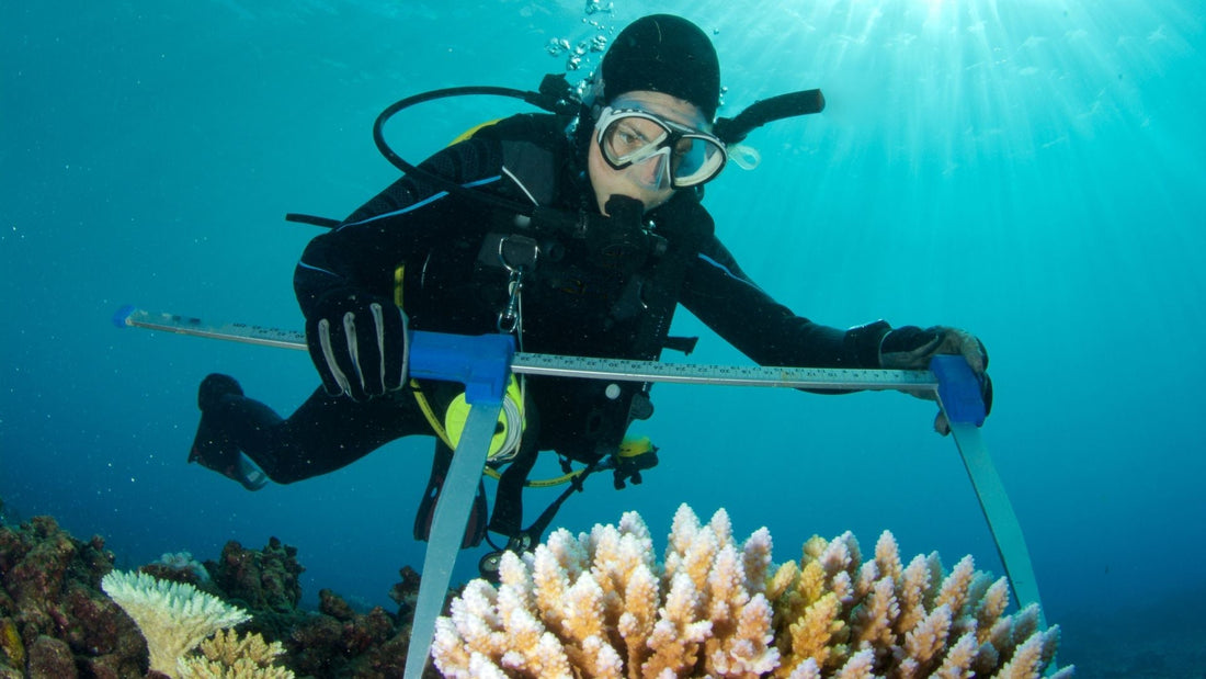 What Can You Do With a Marine Biology Degree? Career Paths on and off the Water