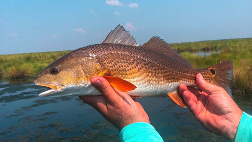 A freshly caught red fish being held by a fisherman in front of a marsh.