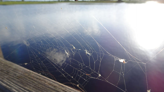 How to Clean Spider Poop Off Your Boat (And Keep It From Coming Back)