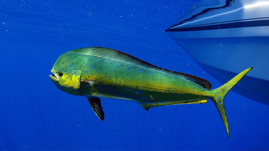 A mahi mahi dolphinfish near a fishing boat.