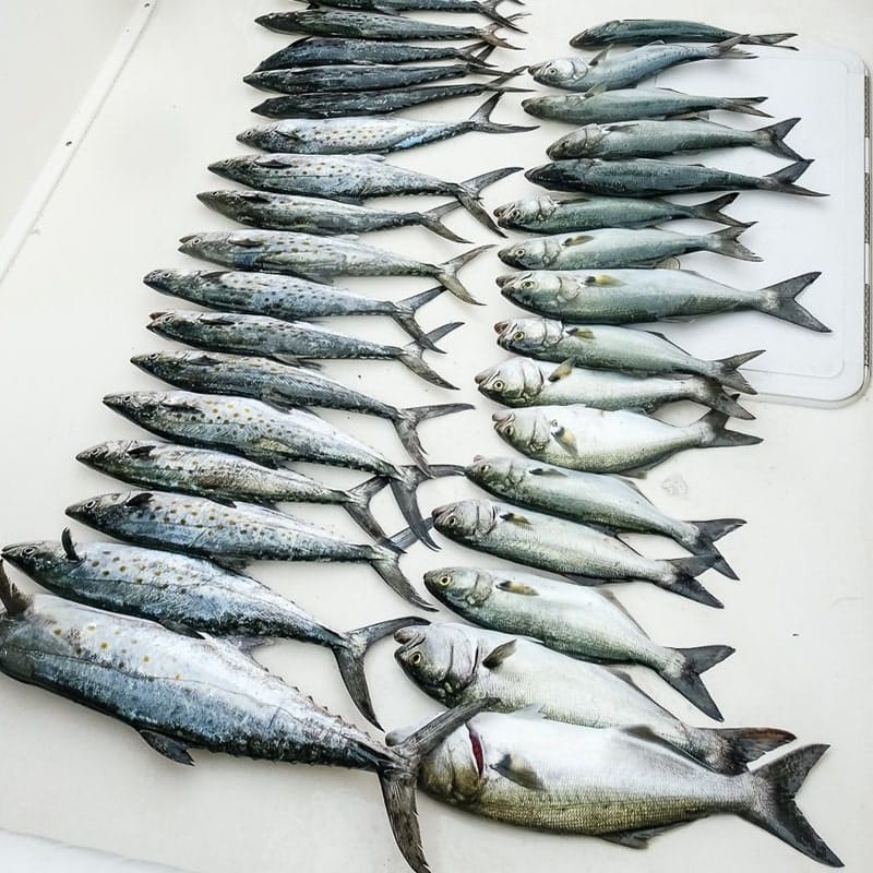 Two rows of mackerel laying on a boat deck after being caught during the Hooked on Hope Virginia Beach fishing tournament.